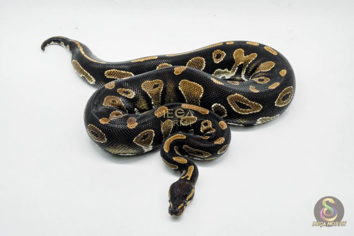 5013-1-1.jpg 5013 0.1 BLACKHEAD HET PIEBALD - Image 1