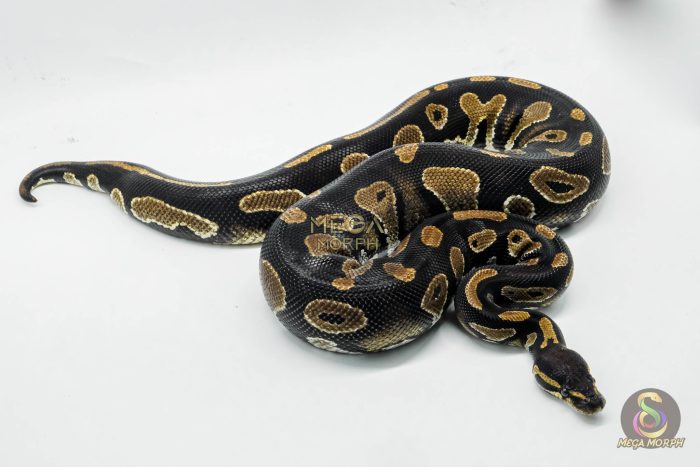 5013-2-1.jpg 5013 0.1 BLACKHEAD HET PIEBALD - Image 2
