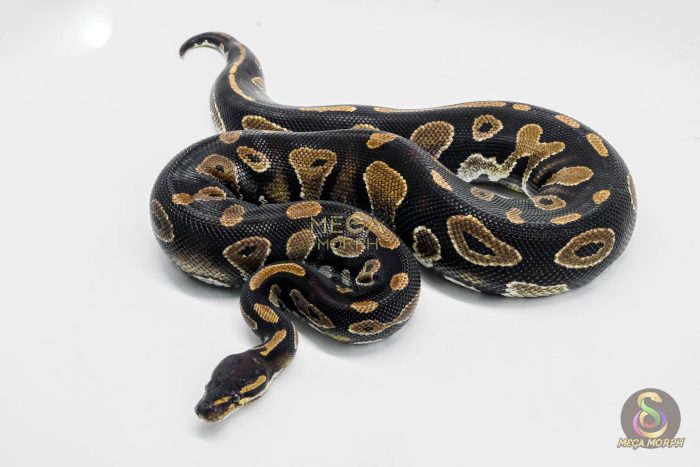5013-3-1.jpg 5013 0.1 BLACKHEAD HET PIEBALD - Image 3