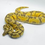 5025 1.0 PASTEL ORANGE DREAM ENCHI HYPO