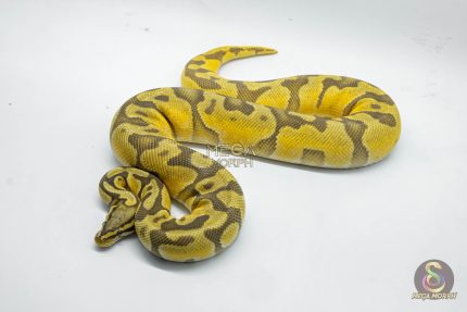5025 1.0 PASTEL ORANGE DREAM ENCHI HYPO