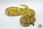 5025 1.0 PASTEL ORANGE DREAM ENCHI HYPO - Image 2