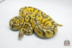 5026 1.0 PASTEL ORANGE DREAM YELLOW BELLY HYPO