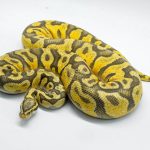 5026 1.0 PASTEL ORANGE DREAM YELLOW BELLY HYPO