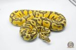 5026 1.0 PASTEL ORANGE DREAM YELLOW BELLY HYPO - Image 2
