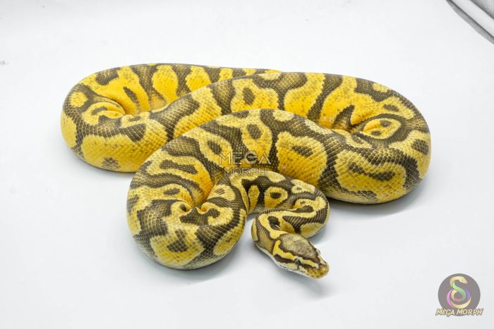 5026 1.0 PASTEL ORANGE DREAM YELLOW BELLY HYPO - Image 2