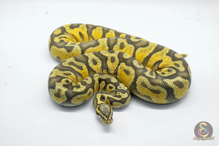 5026 1.0 PASTEL ORANGE DREAM YELLOW BELLY HYPO - Image 3
