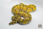 5027 1.0 ENCHI ORANGE DREAM HYPO