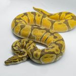 5027 1.0 ENCHI ORANGE DREAM HYPO