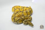 5027 1.0 ENCHI ORANGE DREAM HYPO - Image 2
