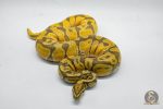 5027 1.0 ENCHI ORANGE DREAM HYPO - Image 3