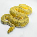 5028 0.1 ORANGE DREAM ENCHI PINSTRIPE HYPO