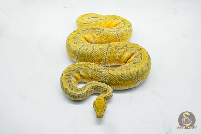 5028-2-1.jpg 5028 0.1 ORANGE DREAM ENCHI PINSTRIPE HYPO - Image 2