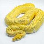 5029 0.1 ORANGE DREAM ENCHI PINSTRIPE YELLOW BELLY HYPO