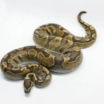 5031 0.1 GHI ENCHI ASPHALT OR YELLOW BELLY