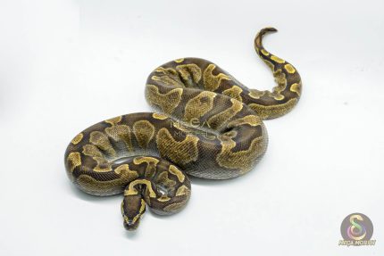 5031 0.1 GHI ENCHI ASPHALT OR YELLOW BELLY