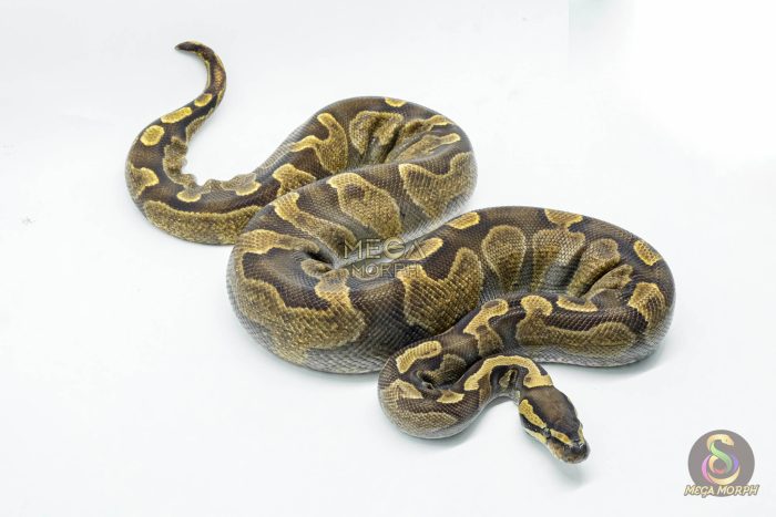 5031-2-1.jpg 5031 0.1 GHI ENCHI ASPHALT OR YELLOW BELLY - Image 2