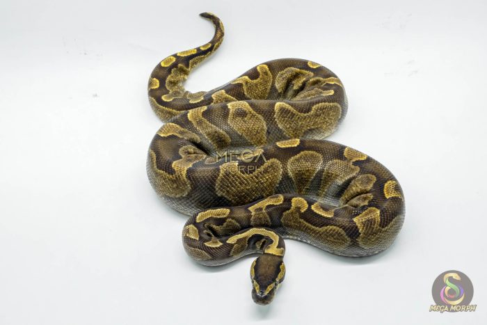 5031-3-1.jpg 5031 0.1 GHI ENCHI ASPHALT OR YELLOW BELLY - Image 3