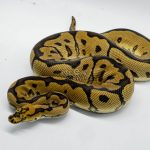 5032 1.0 SPOTNOSE CLOWN