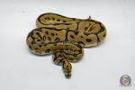 5032 1.0 SPOTNOSE CLOWN - Image 3