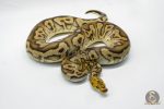 5042 0.1 MAHOGANY LEOPARD CLOWN - Image 2
