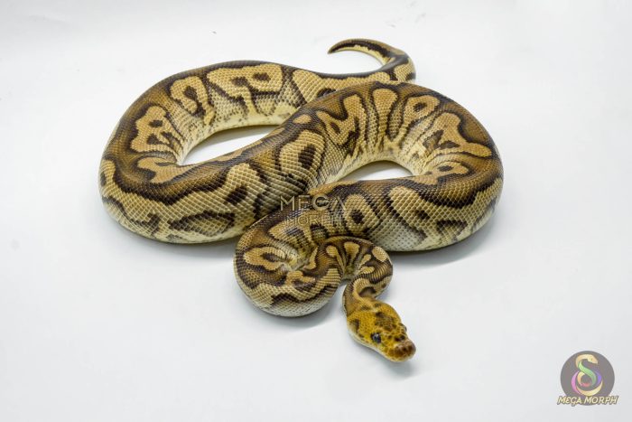 5042-2-1.jpg 5042 0.1 MAHOGANY LEOPARD CLOWN - Image 2