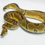 5045 0.1 ORANGE DREAM CLOWN