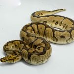 5053 1.0 SPOTNOSE CLOWN