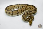 5053 1.0 SPOTNOSE CLOWN - Image 3