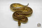 5056 0.1 ORANGE DREAM BLADE CLOWN - Image 3