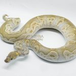 5059 1.0 GHI MOJAVE CLOWN