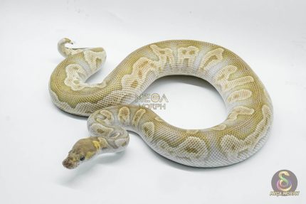 5059 1.0 GHI MOJAVE CLOWN