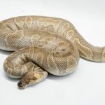 5060 0.1 GHI MOJAVE CLOWN