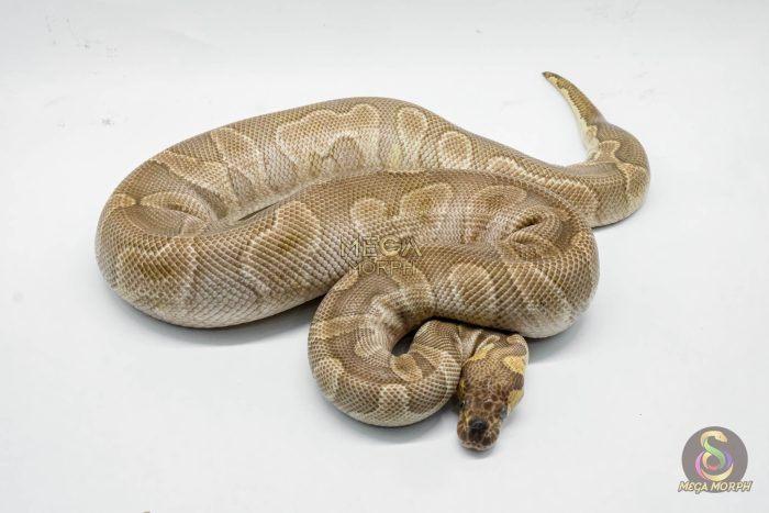 5060 0.1 GHI MOJAVE CLOWN - Image 2