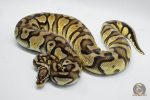 5061 0.1 FIREFLY YELLOW BELLY DOUBLE HET PIEBALD HET CRYPTIC OR HET CLOWN