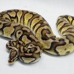 5061 0.1 FIREFLY YELLOW BELLY DOUBLE HET PIEBALD HET CRYPTIC OR HET CLOWN