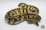 5061 0.1 FIREFLY YELLOW BELLY DOUBLE HET PIEBALD HET CRYPTIC OR HET CLOWN - Image 2