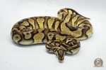 5061 0.1 FIREFLY YELLOW BELLY DOUBLE HET PIEBALD HET CRYPTIC OR HET CLOWN - Image 3