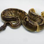 5063 1.0 GHI PIEBALD