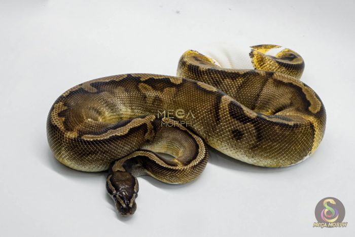 5063 1.0 GHI PIEBALD - Image 3
