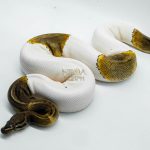 5064 0.1 GHI PIEBALD