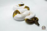 5064 0.1 GHI PIEBALD - Image 2