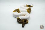 5064 0.1 GHI PIEBALD - Image 3