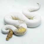 5065 0.1 BANANA BLACK PASTEL PIEBALD