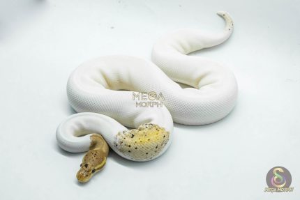 5065 0.1 BANANA BLACK PASTEL PIEBALD