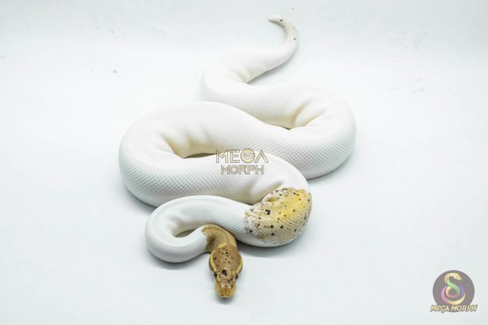 5065 0.1 BANANA BLACK PASTEL PIEBALD - Image 2