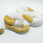 5067 1.0 BANANA BLACK PASTEL PIEBALD