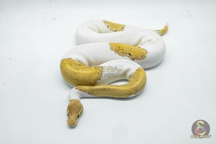 5067 1.0 BANANA BLACK PASTEL PIEBALD - Image 2