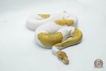 5067 1.0 BANANA BLACK PASTEL PIEBALD - Image 3