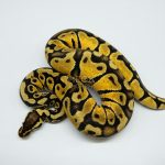 5076 0.1 PASTEL ASPHALT